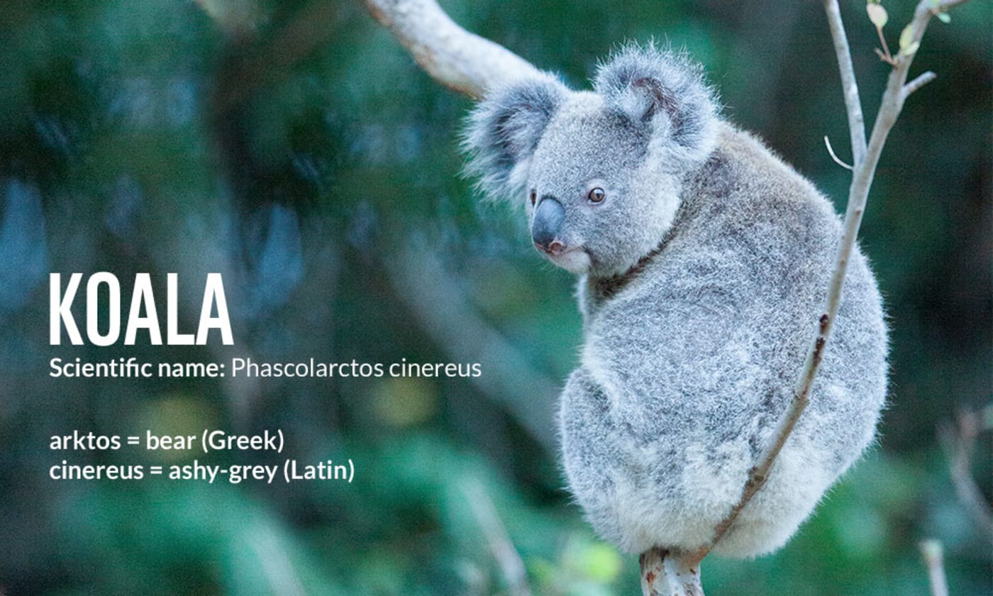 Koala (Phascolarctos cinereus) binomial name meaning