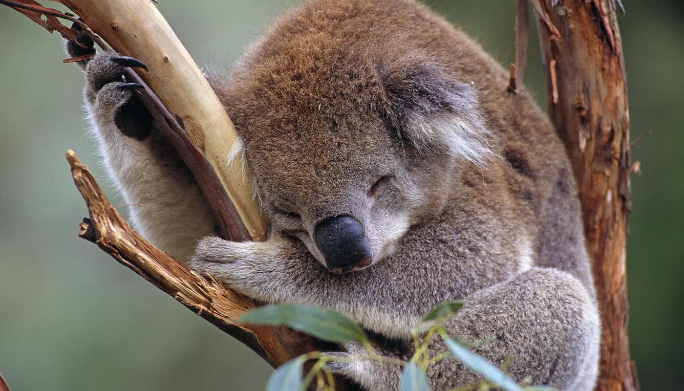 Koala sleeping (Phascolarctos cinereus)= Victoria