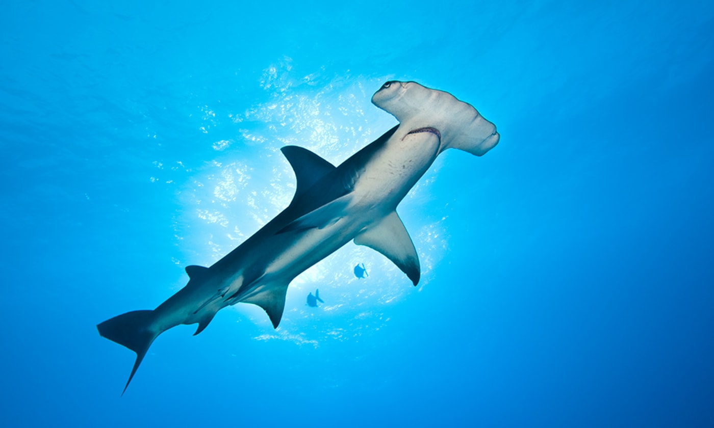 A large= great hammerhead shark (Sphyrna mokarran)= about 4m in length= cruising