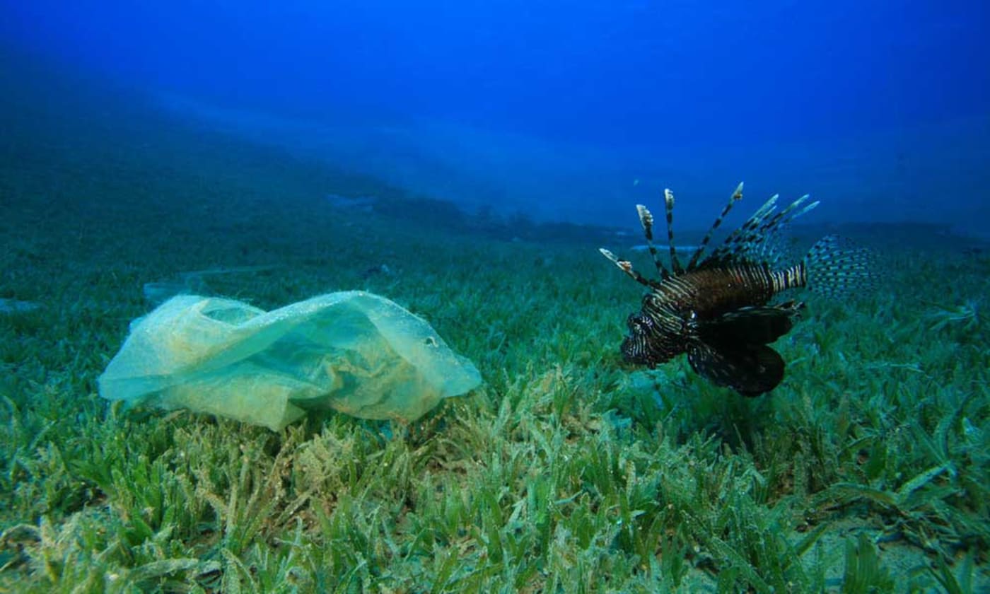 A lionfish with a plastic bag in the ocean