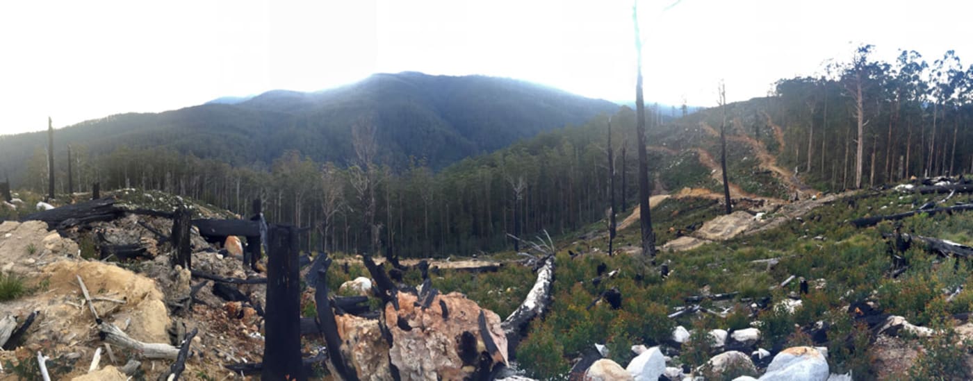 Logged forest in the Dandenong Ranges Panorama