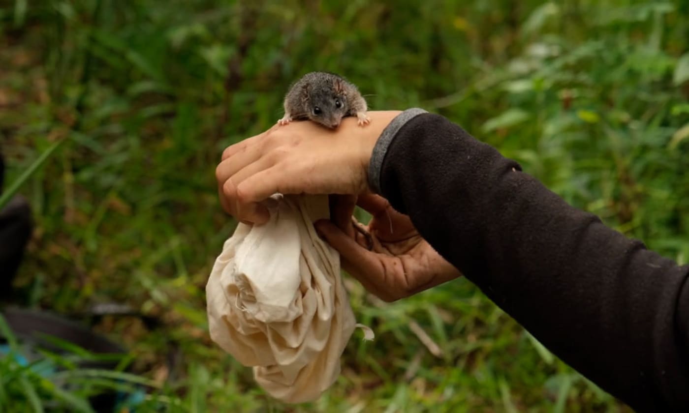 Silver-headed antechinus (Antechinus argentus) found in Bulburin National Park= Queensland after fears the species had been pushed to the brink of extinction during the catastrophic bushfires of 2019-20.
