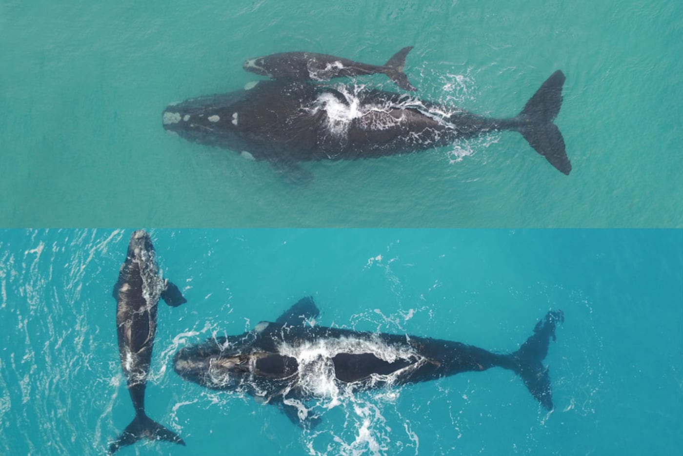 Maybeline= Southern right whale (composite image)