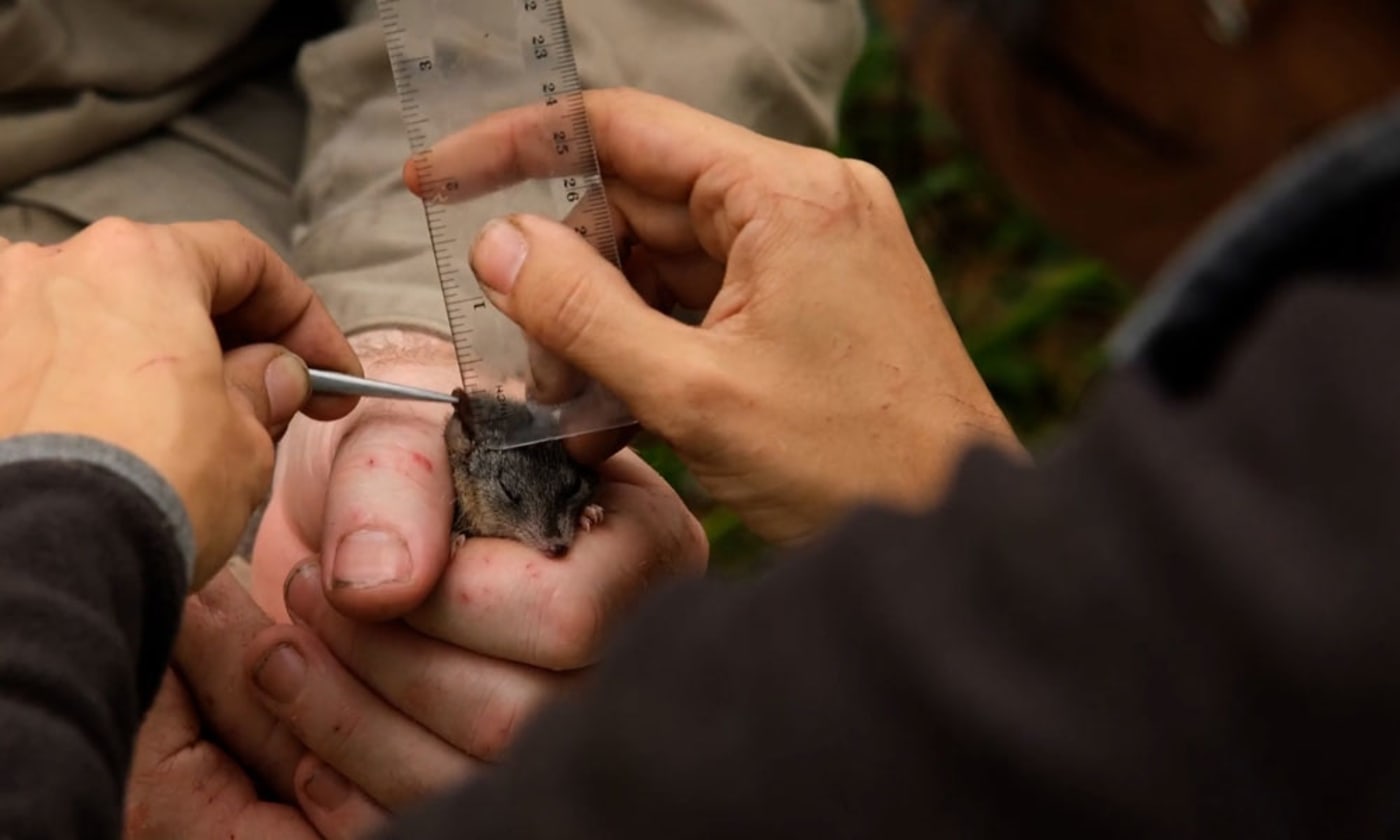 Stephane Baptista measures a male silver-headed antechinus found in Bulburin National Park, Queensland