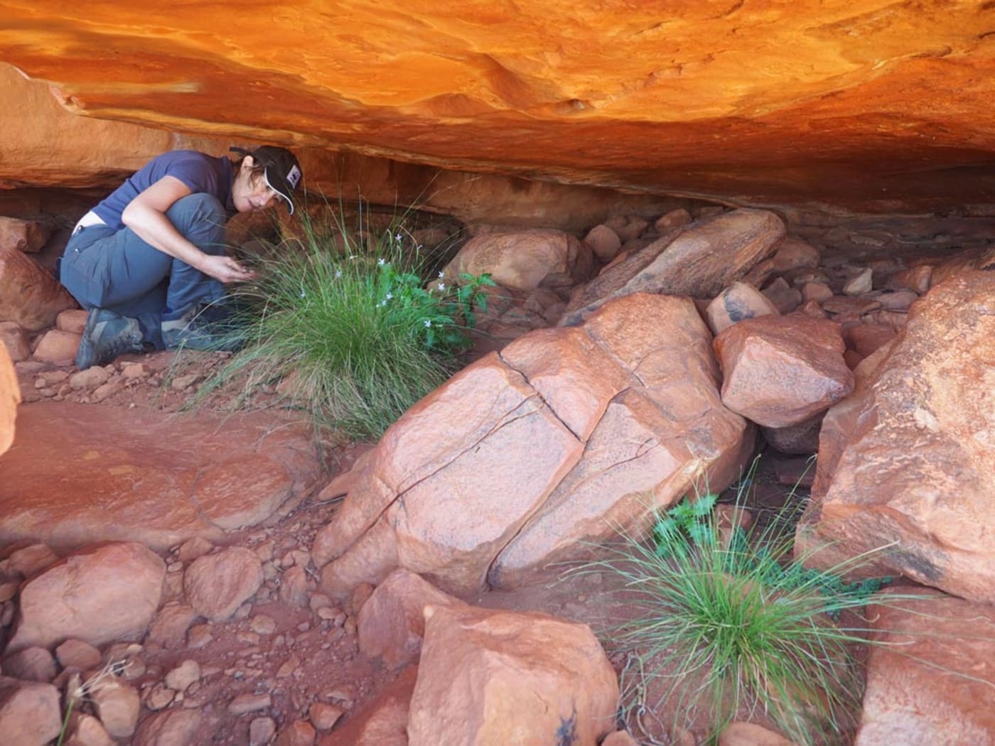Searching for rock-wallaby scats