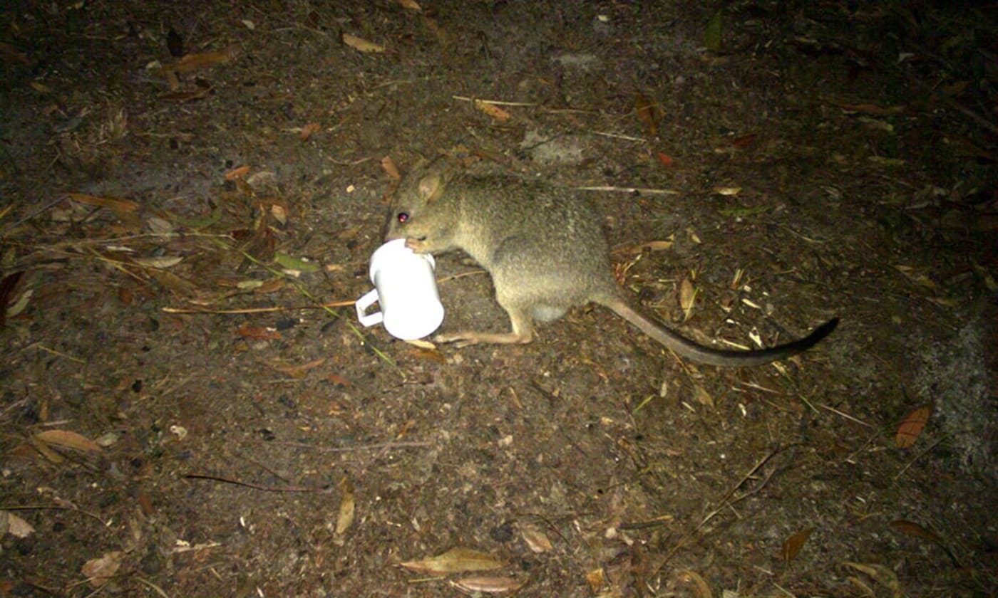Northern bettong caught on sensor camera in Mount Spurgeon National Park= north Queensland