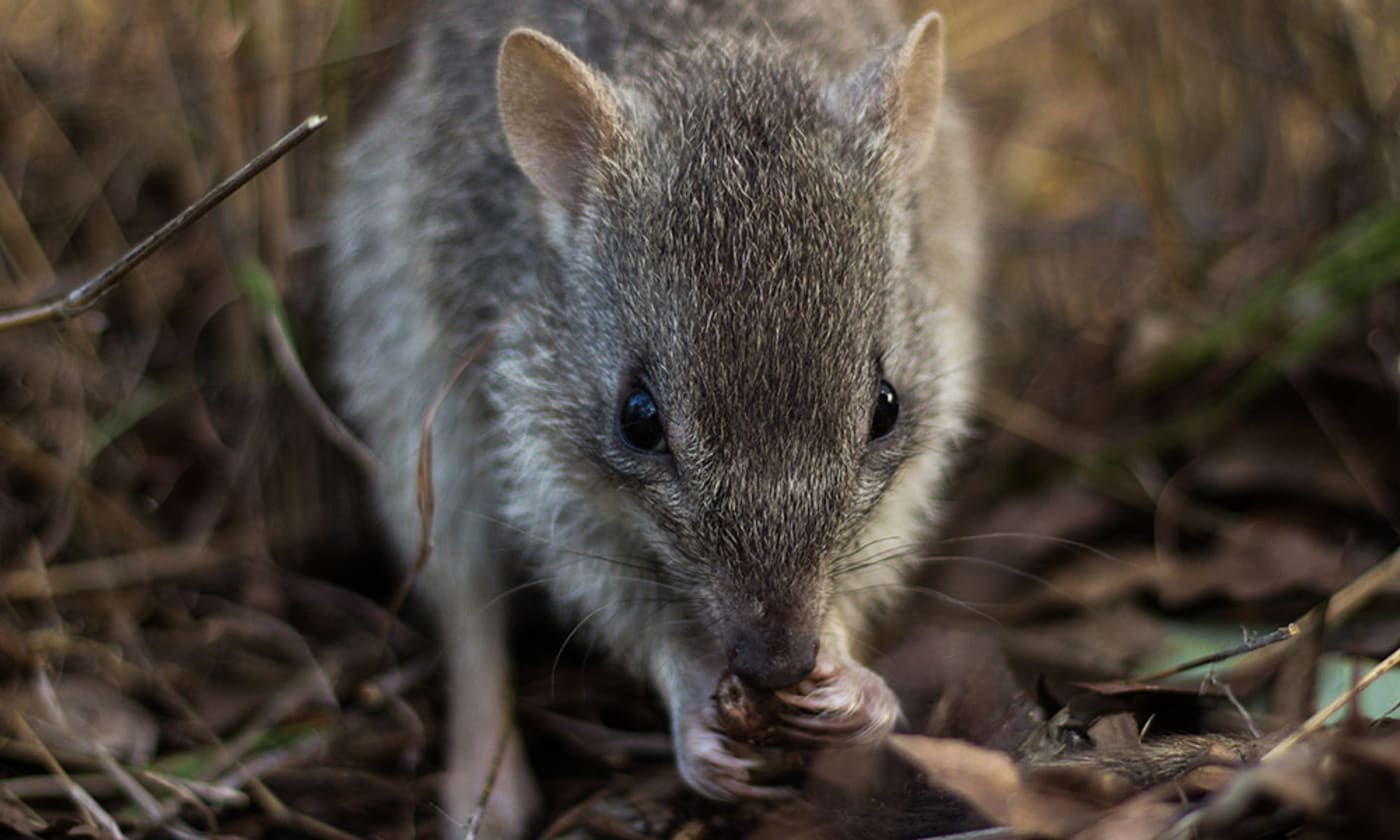 Northern bettong close-up, Queensland