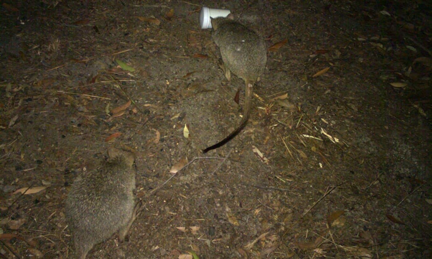 Northern bettongs caught on sensor camera in Mount Spurgeon National Park= north Queensland