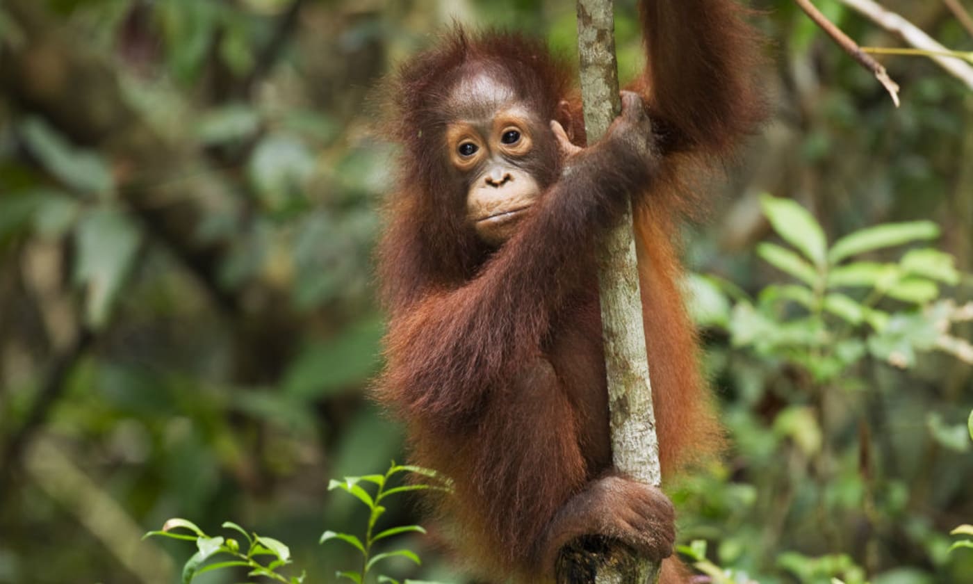 Female Bornean Orangutan Tanjung Puting National Park= Central Kalimantan