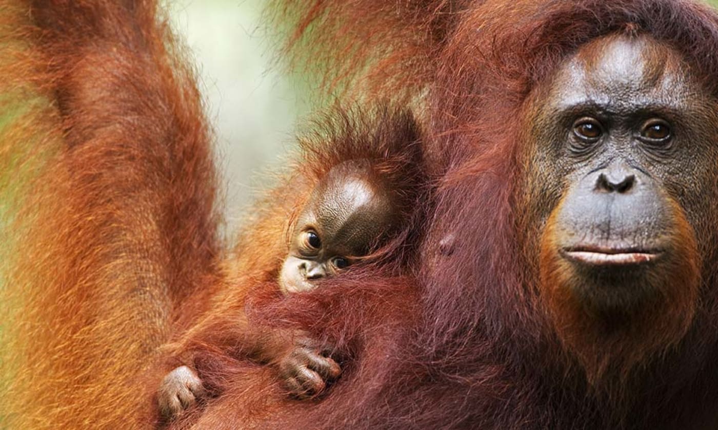 Bornean orangutan and baby, Tanjung Puting National Park, Central Kalimantan, Borneo, Indonesia