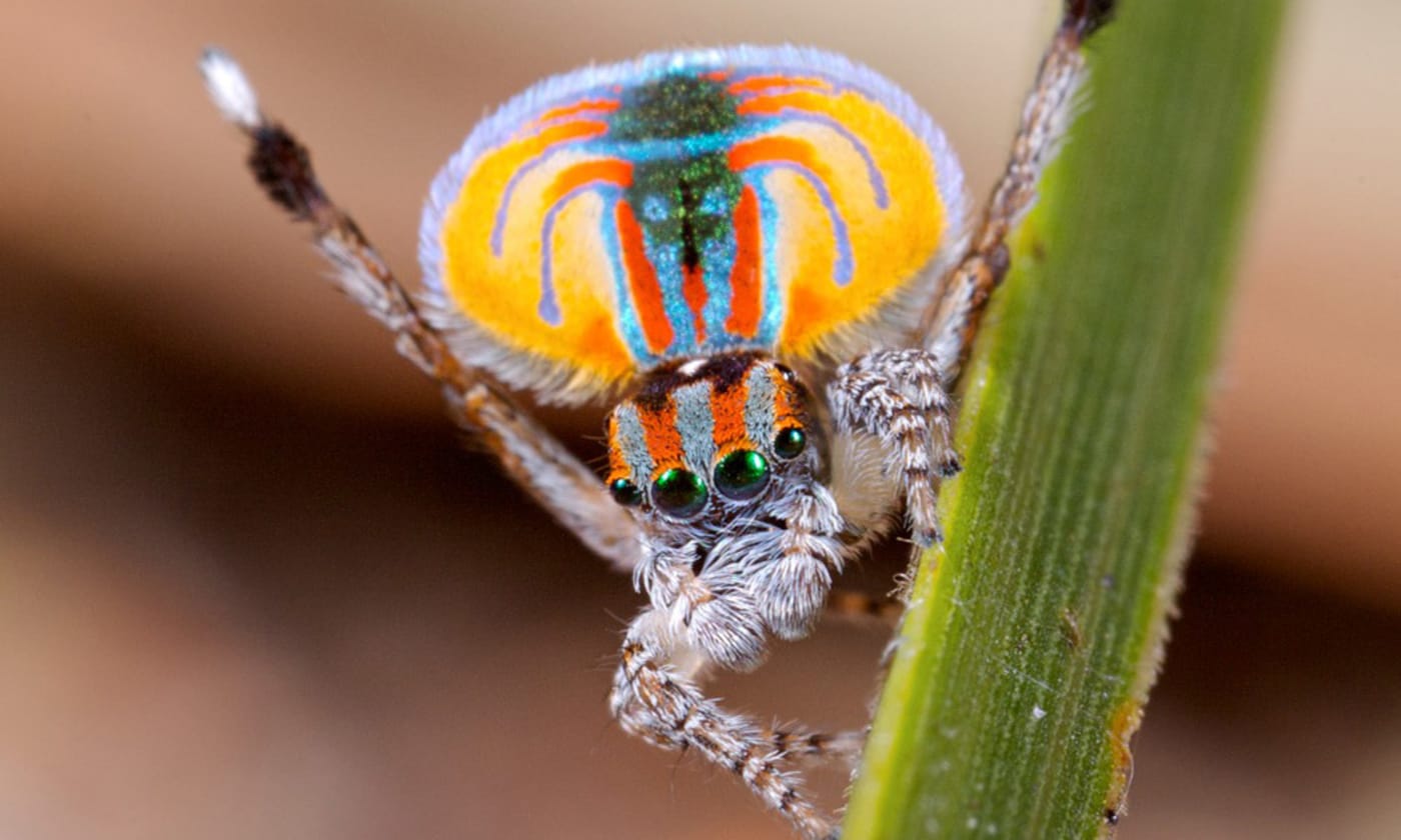 Close up of peacock spider (Maratus pavonis) courtship display CC BY-NC-ND 2.0 Jurgen Otto / Flickr