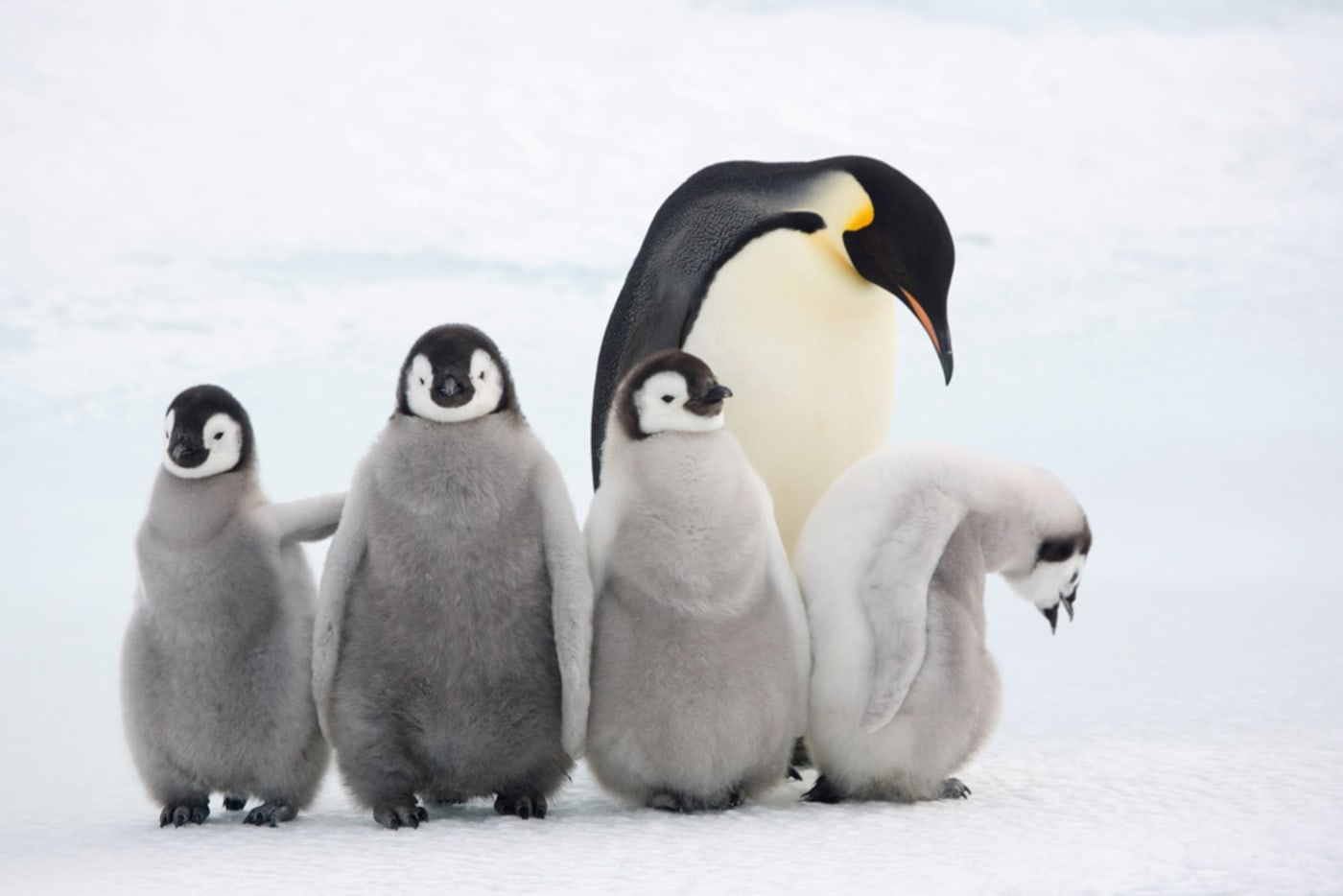 Four Emperor penguin (Aptenodytes forsteri) chicks with an adult at Snow Hill Island colony. Antarctica