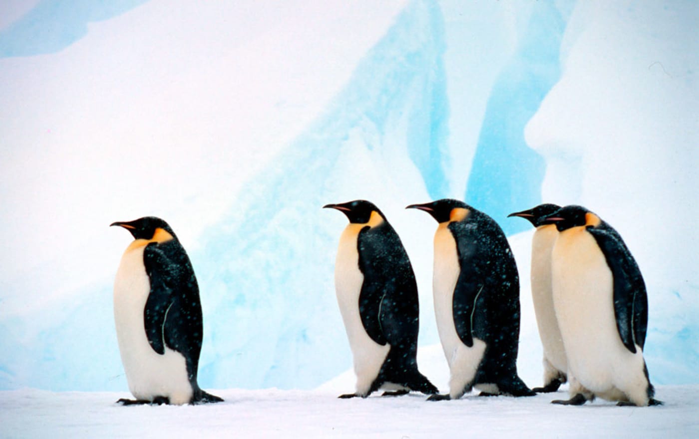 Aptenodytes forsteri Emperor penguin Group against background of blue ice Dawson-Lambton Glacier= Antarctica