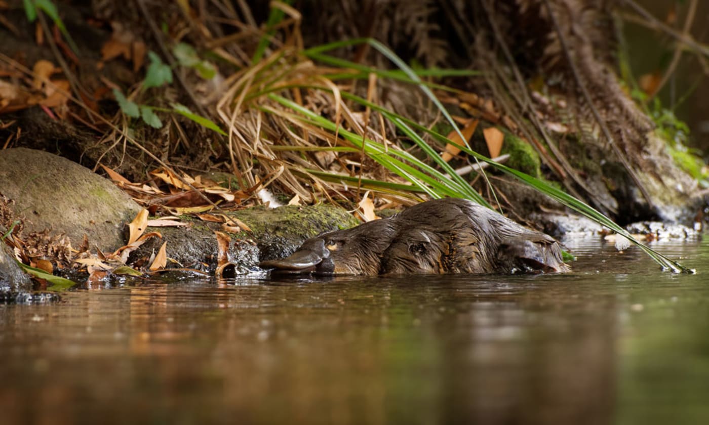 Australian platypus in river