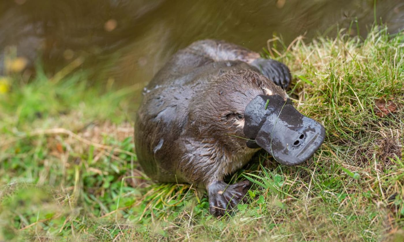 A platypus (Ornithorhynchus anatinus) relaxing by the river on the grass