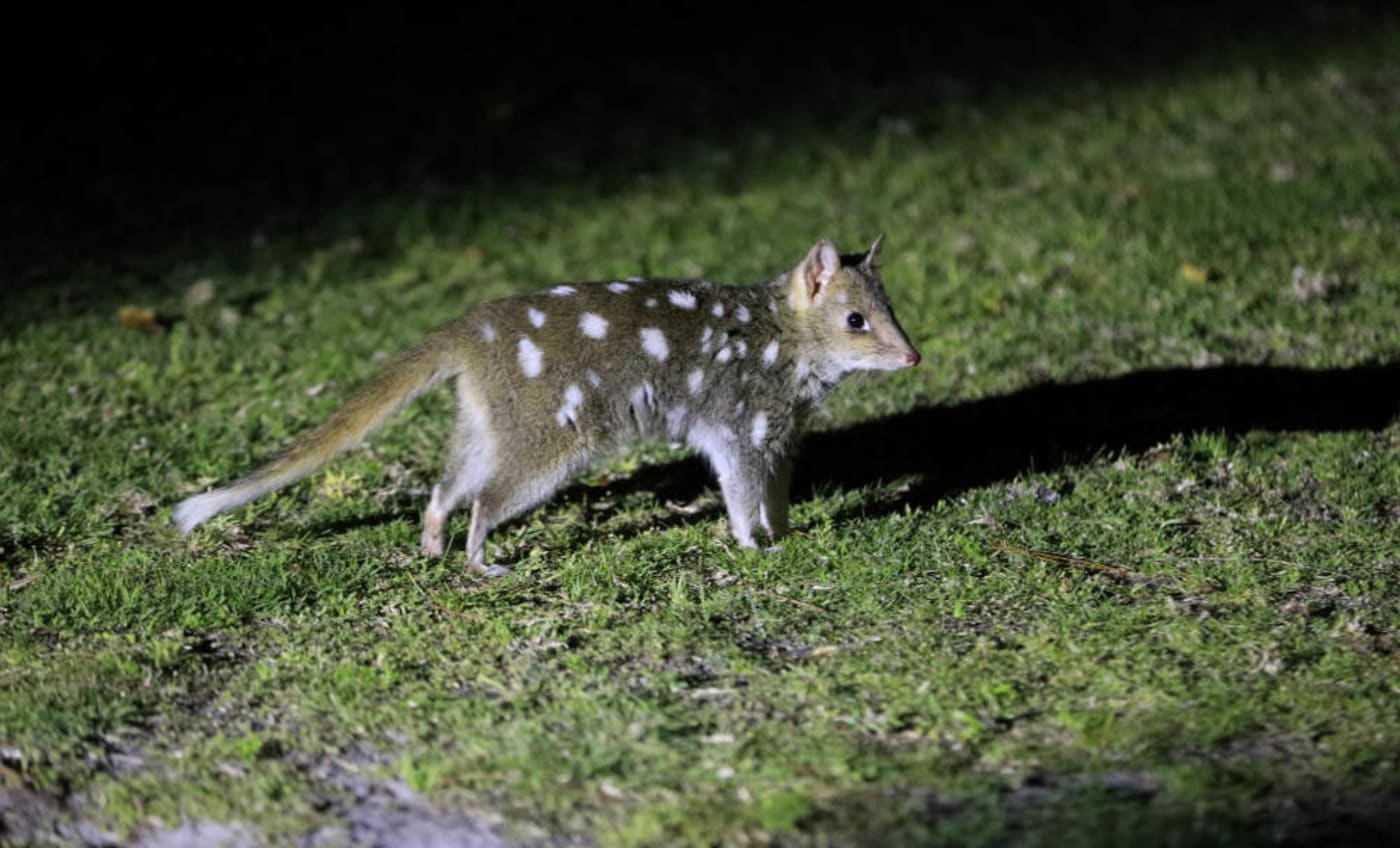 Eastern quoll juvenile, Booderee, October 2018