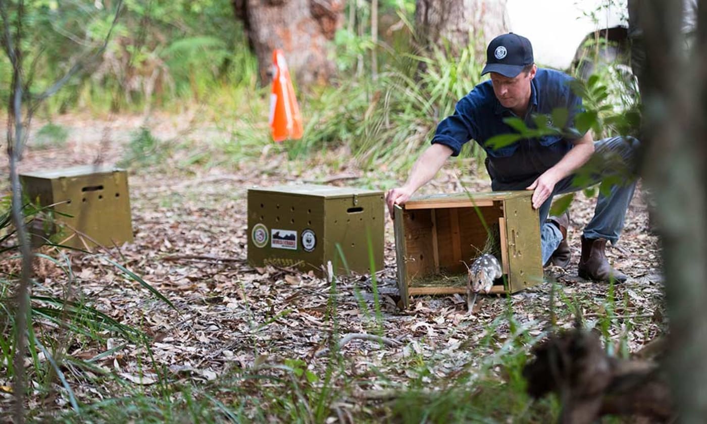 Eastern quoll being released into Booderee National Park