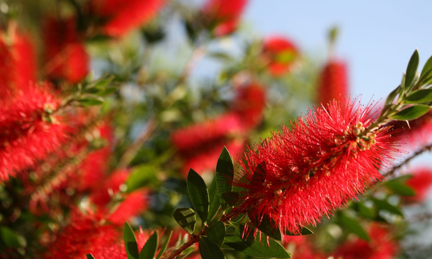 A native Australian bottlebrush shrub