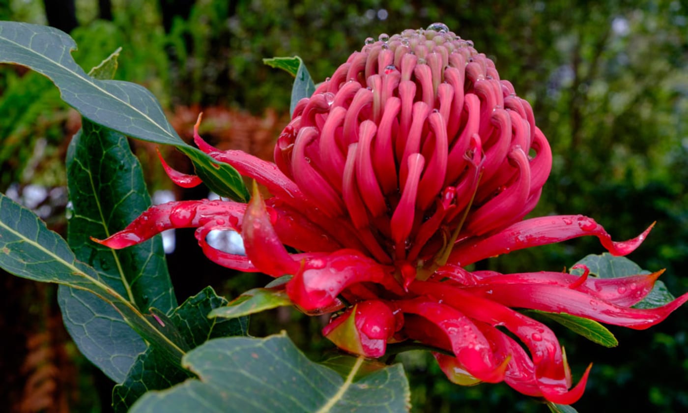 A waratah plant native to Australia