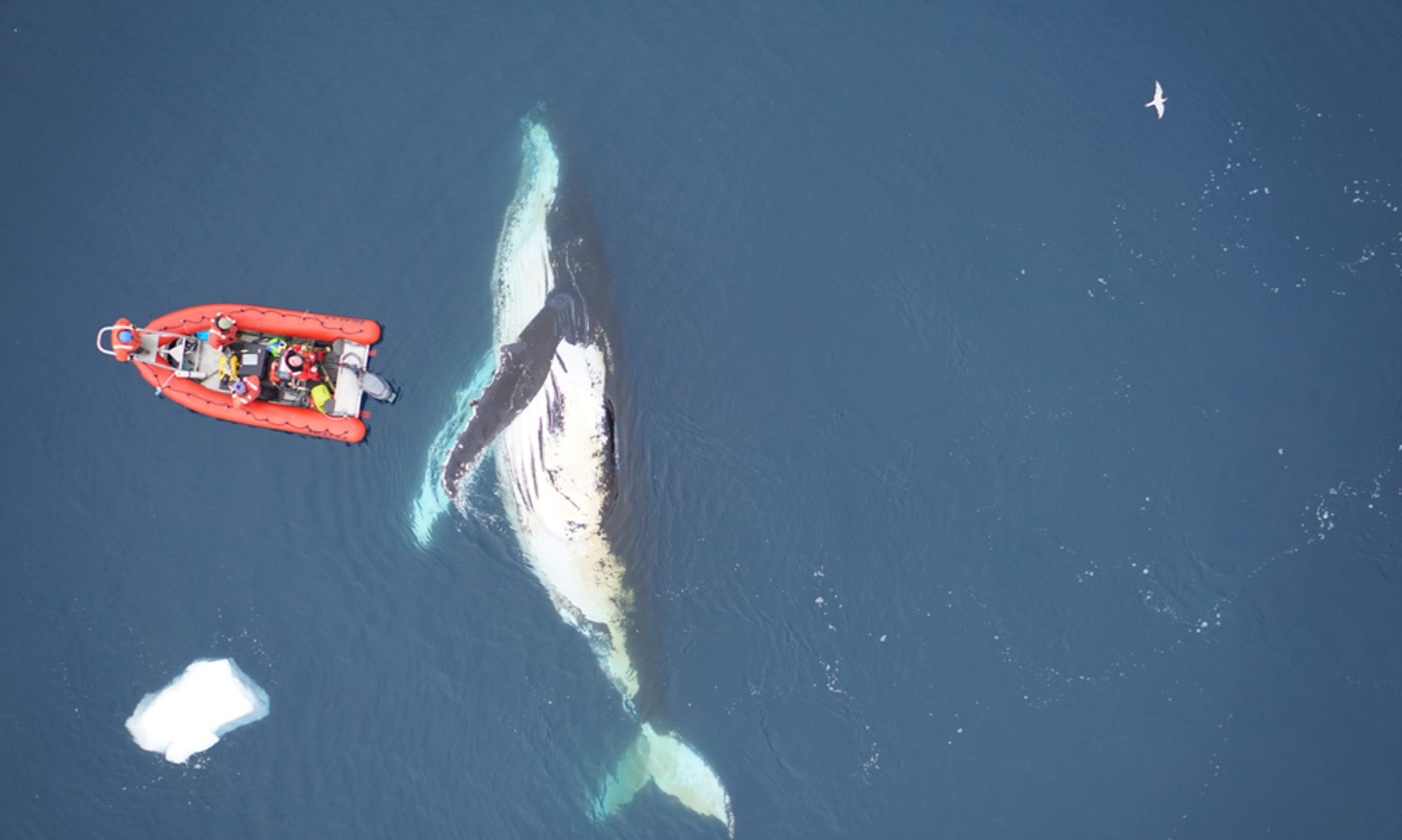 Scientists and humpback whales in Charlotte Bay, Antarctic Peninsula (1000px)