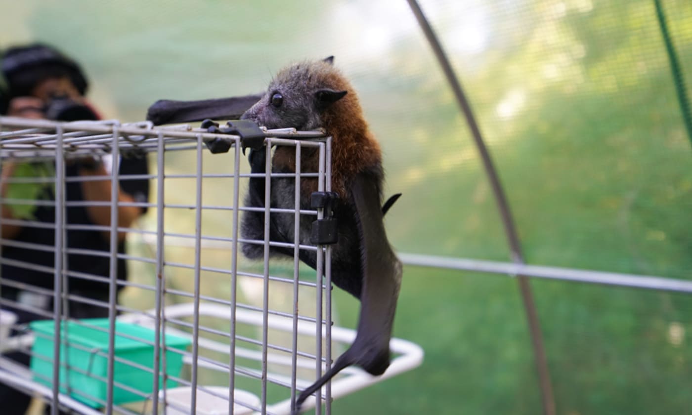 RJ the orphaned flying fox learns to climb