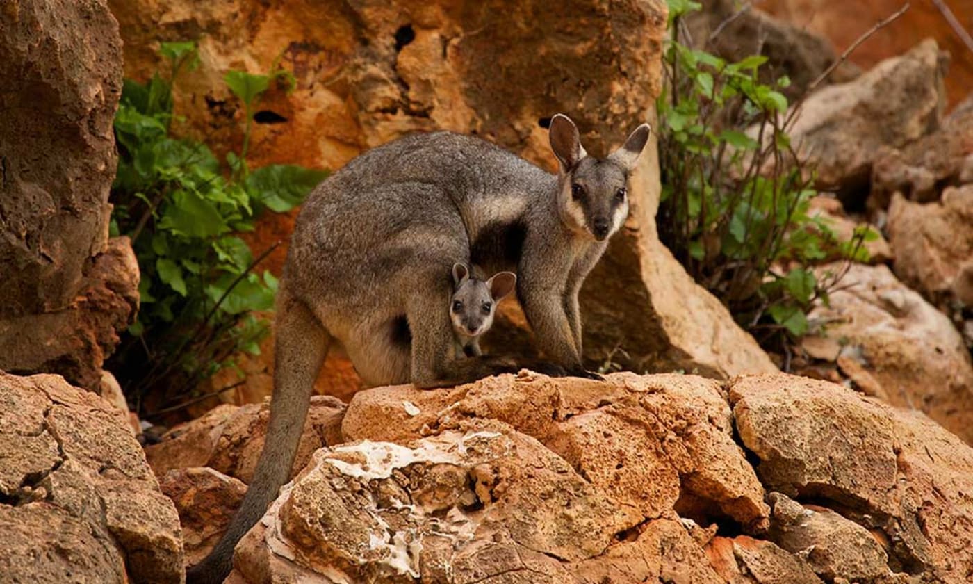 Black-flanked rock-wallaby (Petrogale lateralis) with young in pouch= Western Australia