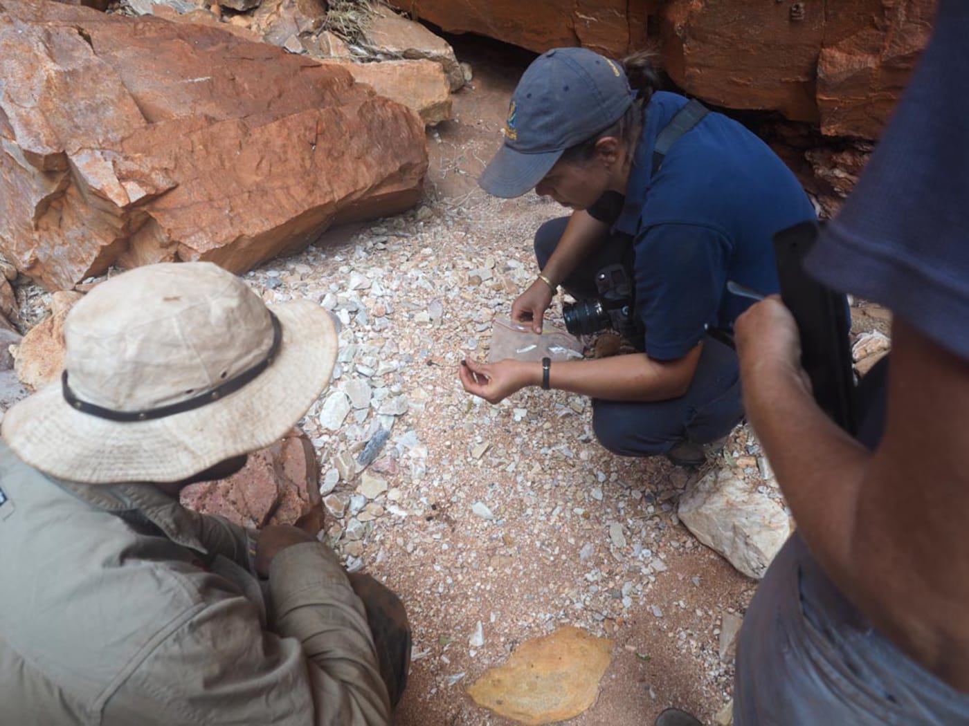 Collecting rock-wallaby scats to take as samples