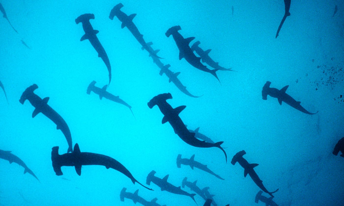 Scalloped hammerhead sharks (Sphyrna lewini) schooling= Cocos Island= Costa Rica= Pacific Ocean