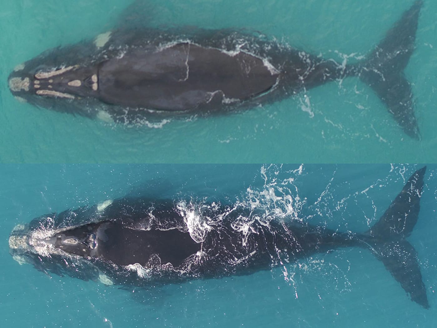 Southern right whale Scooter (composite image)