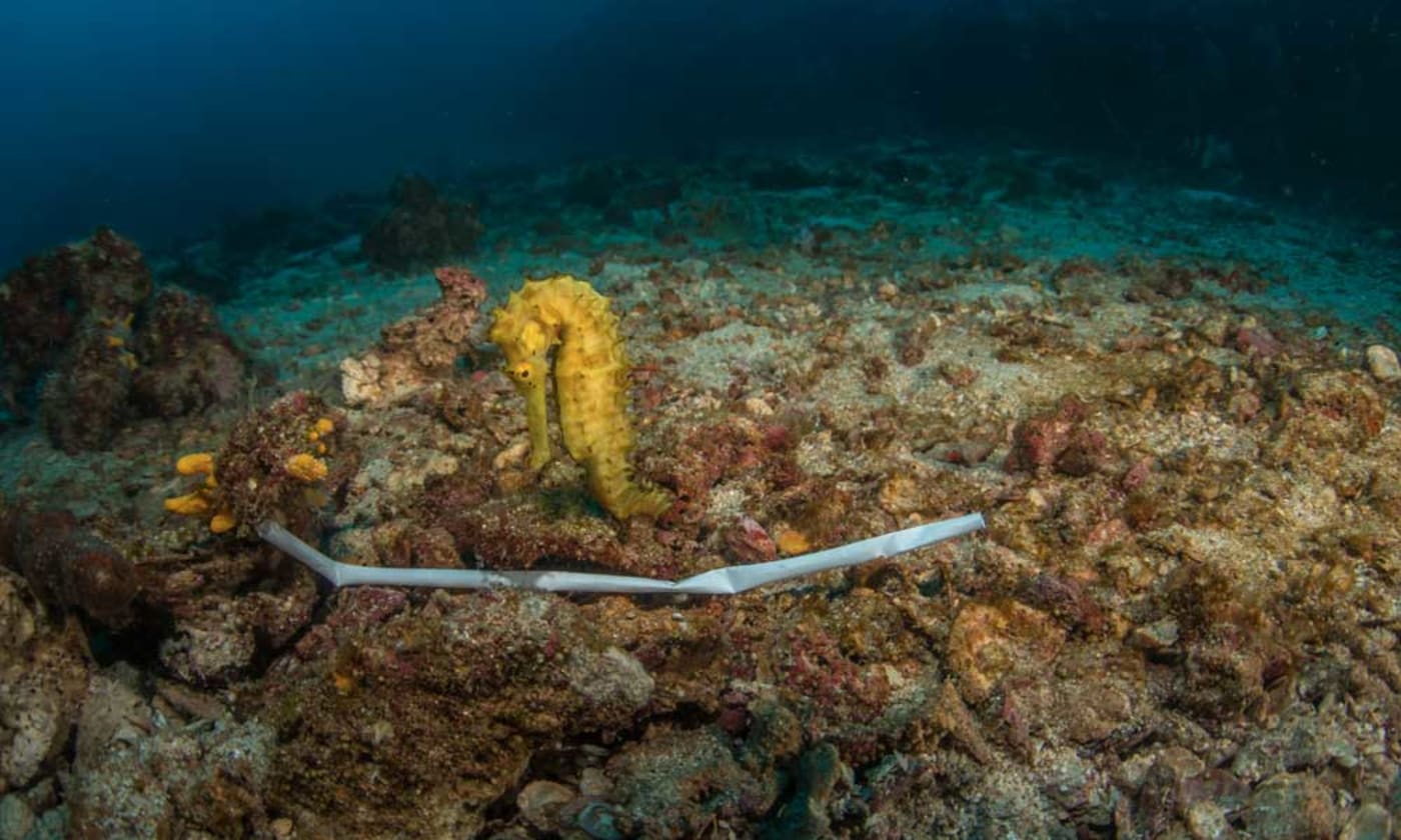 Thorny seahorse and a plastic straw in the ocean