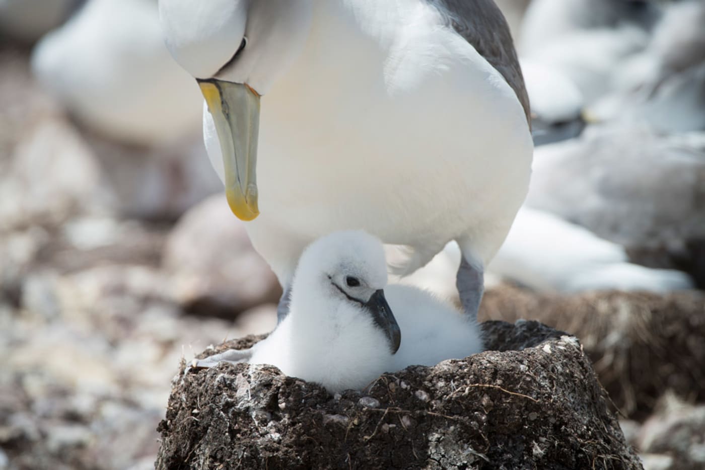 Shy albatross chick sitting in an artificial nest with parent
