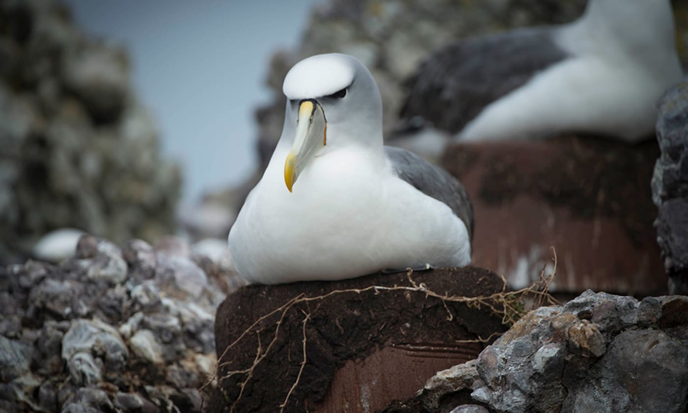 A shy albatross sitting on its artificial nest= Albatross Island= Tasmania= October 2017