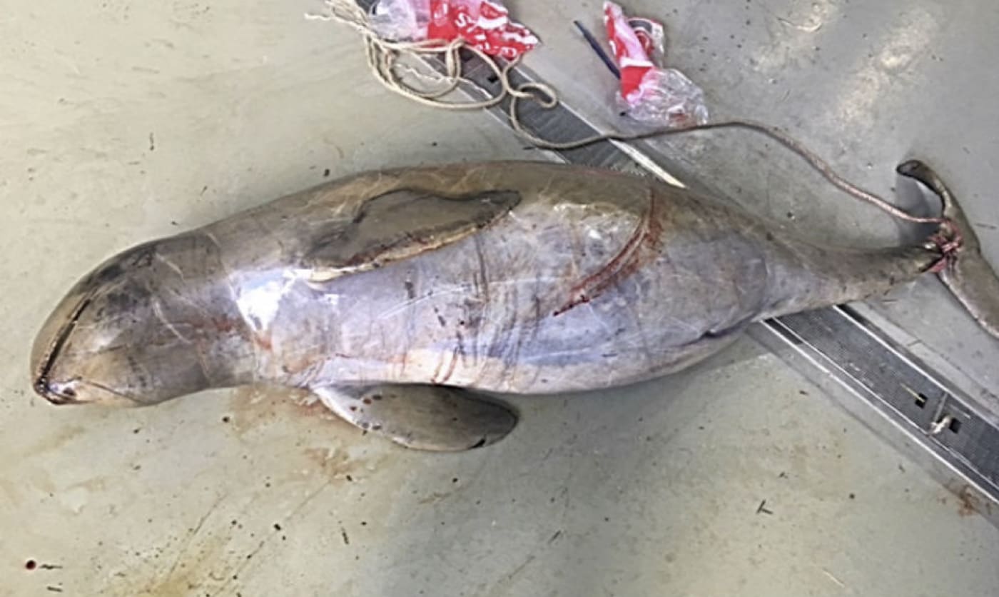 Snubfin dolphin caught in gillnet Supplied by Australian Marine Conservation Society
