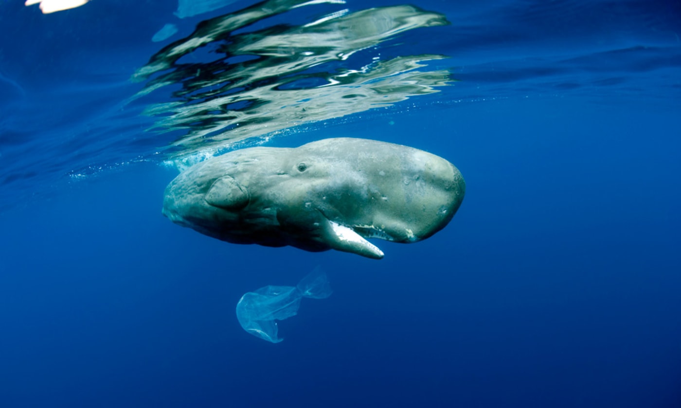 Sperm whale playing with a plastic bag