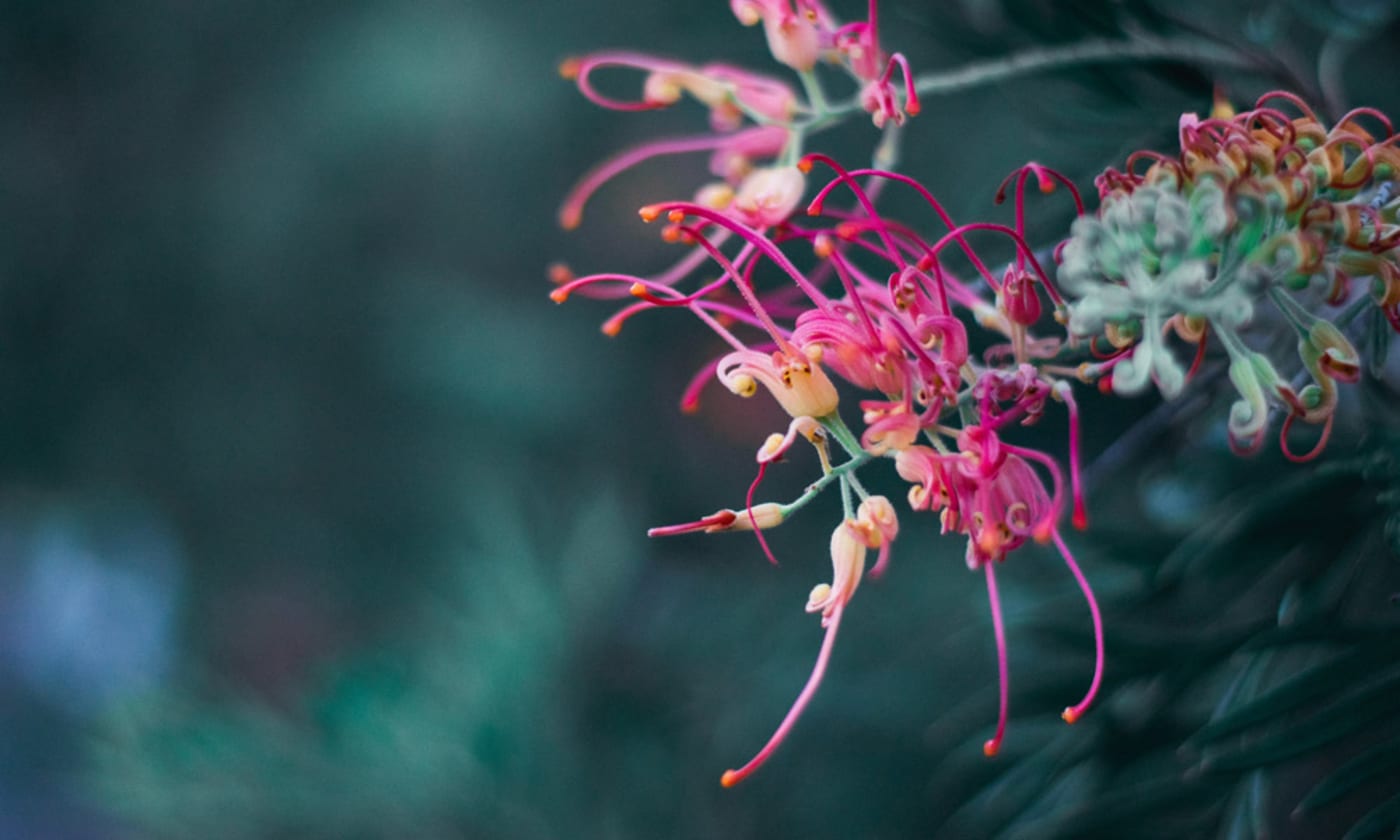 The spider flower= Penrith Australia. Photo by April Pethybridge on Unsplash