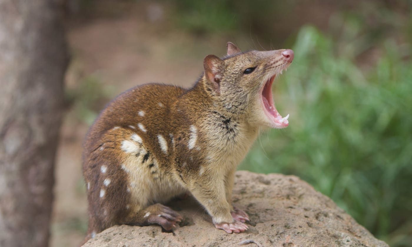 Spotted-tail quoll or tiger quoll bite