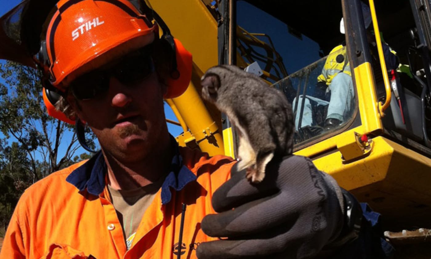 The forest home of this squirrel glider (Petaurus norfolcensis) was destroyed near Chinchilla on the Darling Downs= Queensland. The squirrel glider was lucky to be recued by a spotter/catcher who was present.