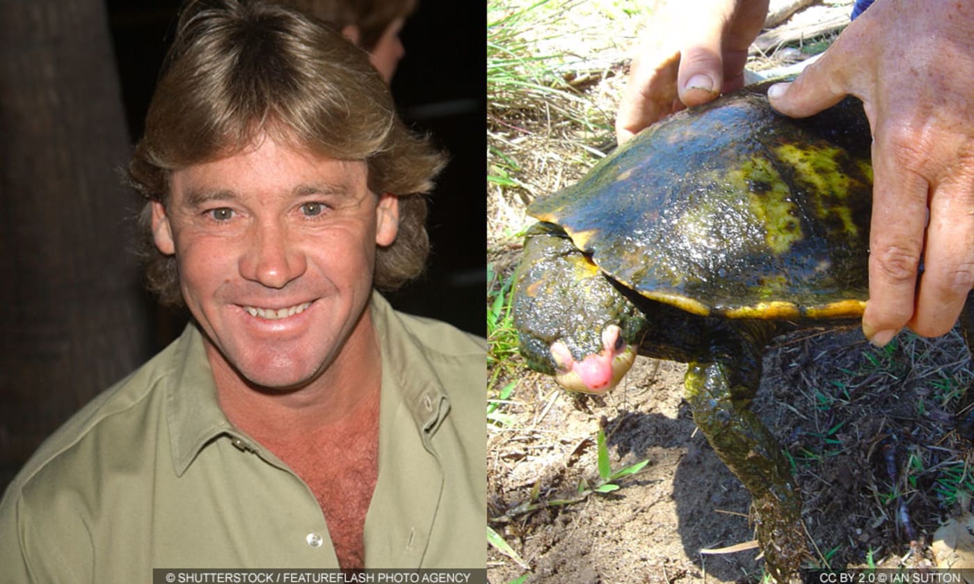 Elseya irwini also known as Irwin’s turtle named after Steve Irwin