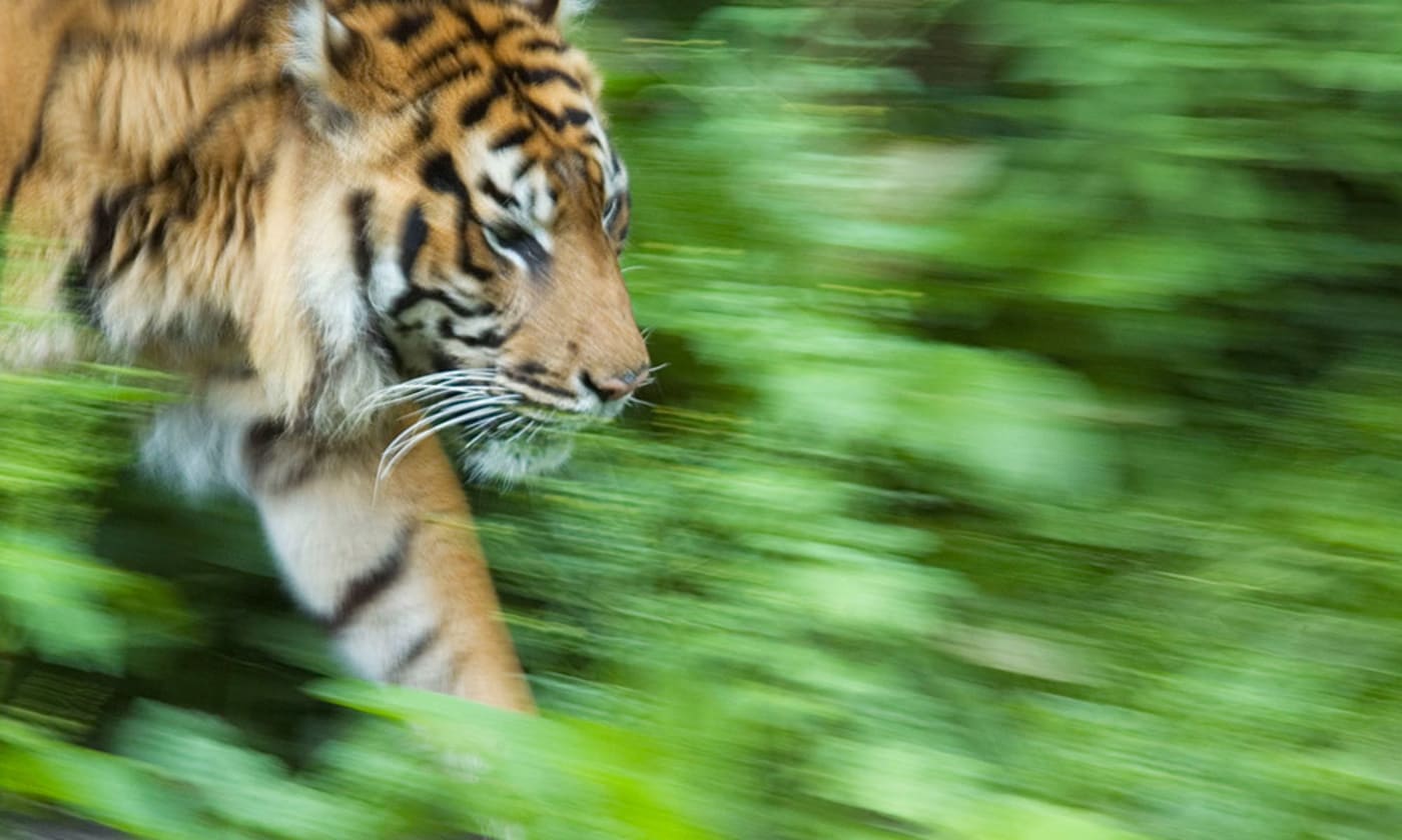 Sumatran tiger (Panthera tigris sumatrae) walking
