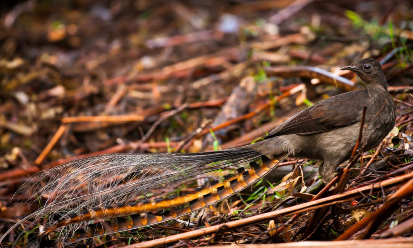 Superb lyrebird= Dandenong Ranges National Park= Victoria