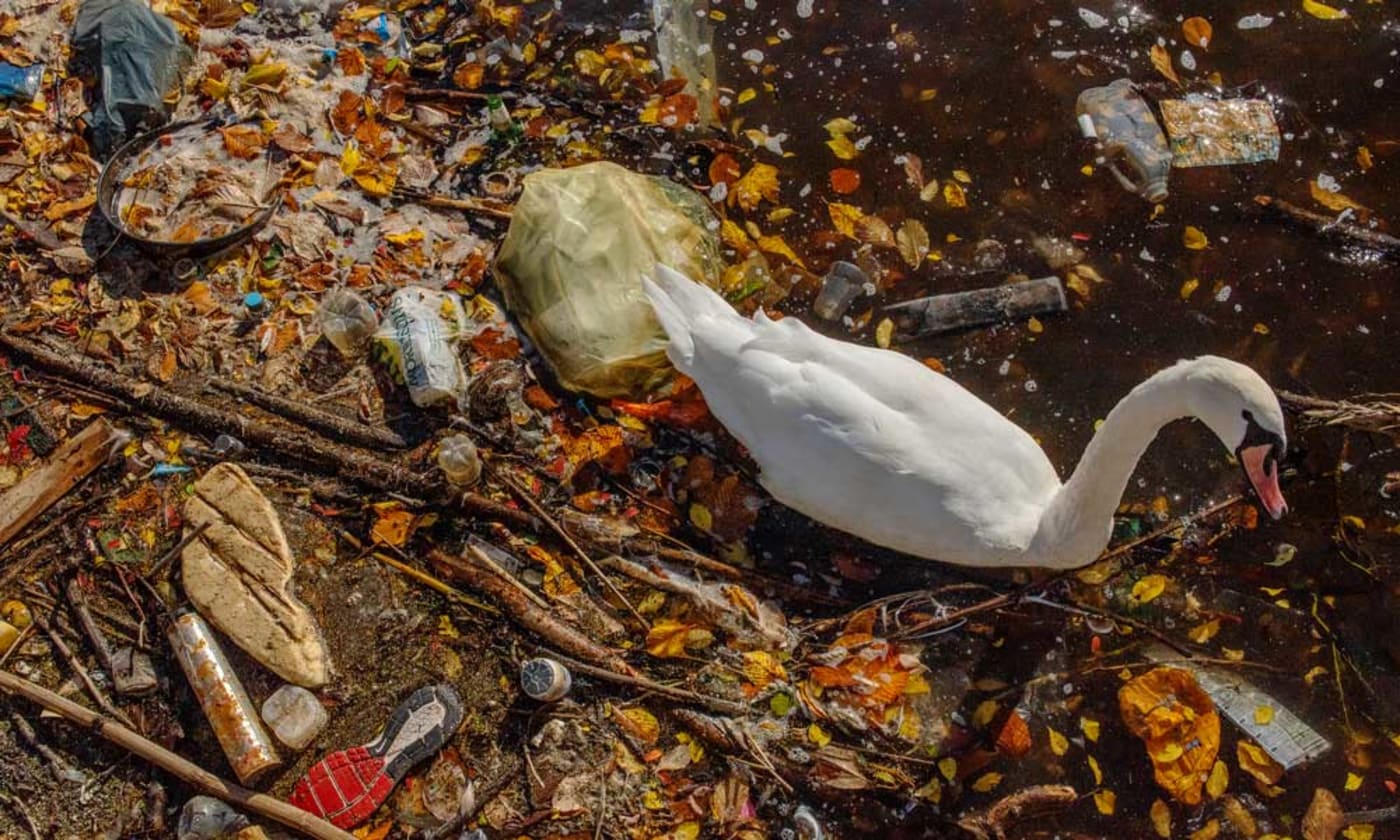 A mute swan paddles through plastic pollution in The River Thame in Greater Manchester
