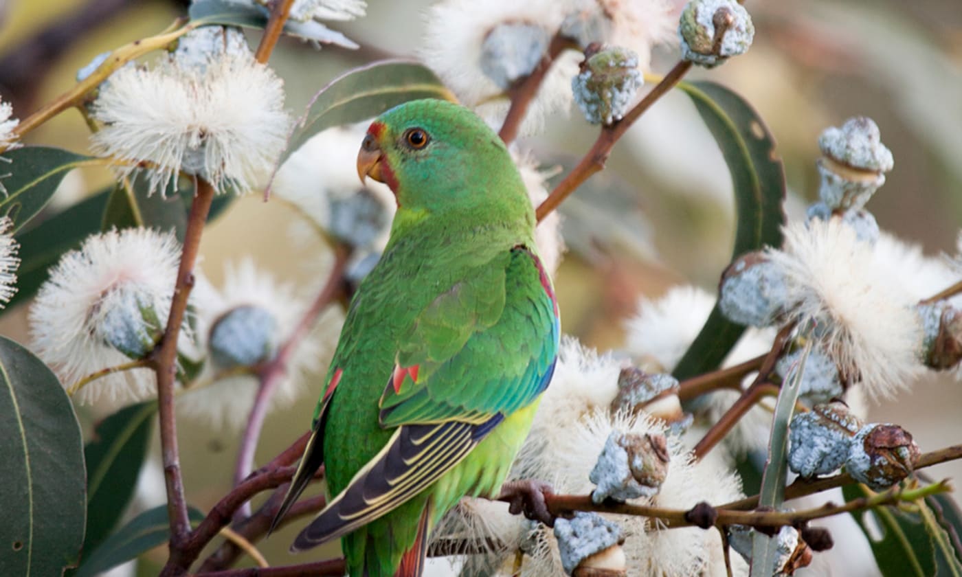 Swift parrot (Lathamus discolor) in Tasmanian blue gum blossoms= Tasmania