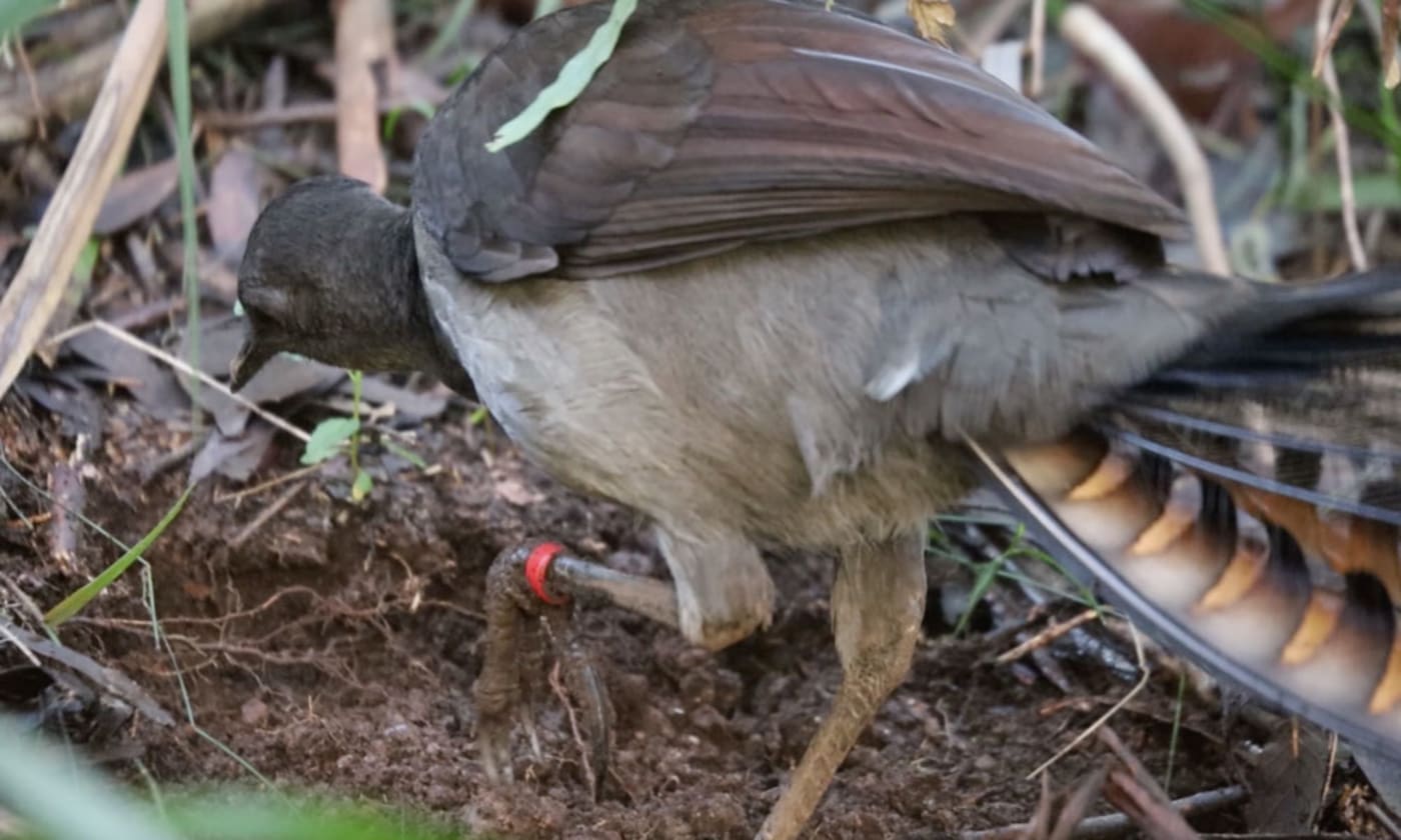 Tagged superb lyrebird foraging for food