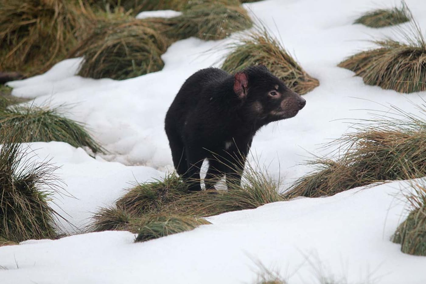 Tasmanian devil at cradle mountain sanctuary