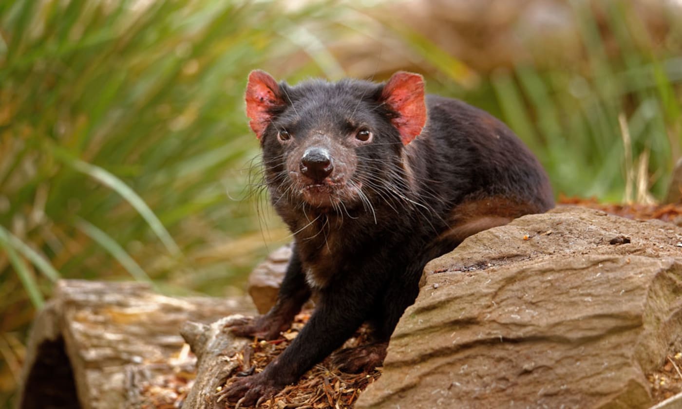 Tasmanian devil on log