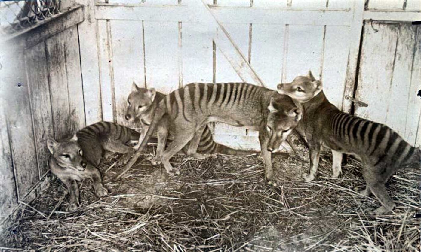 Thylacine family at Beaumaris Zoo in Hobart, 1910