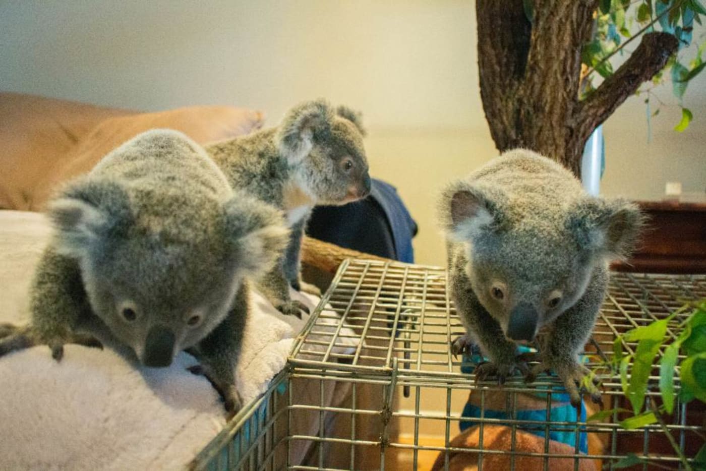 Orphaned koala joeys= Geno= Annie-Sue and Eli in care in the nursery at koala carer -Trudi’s home