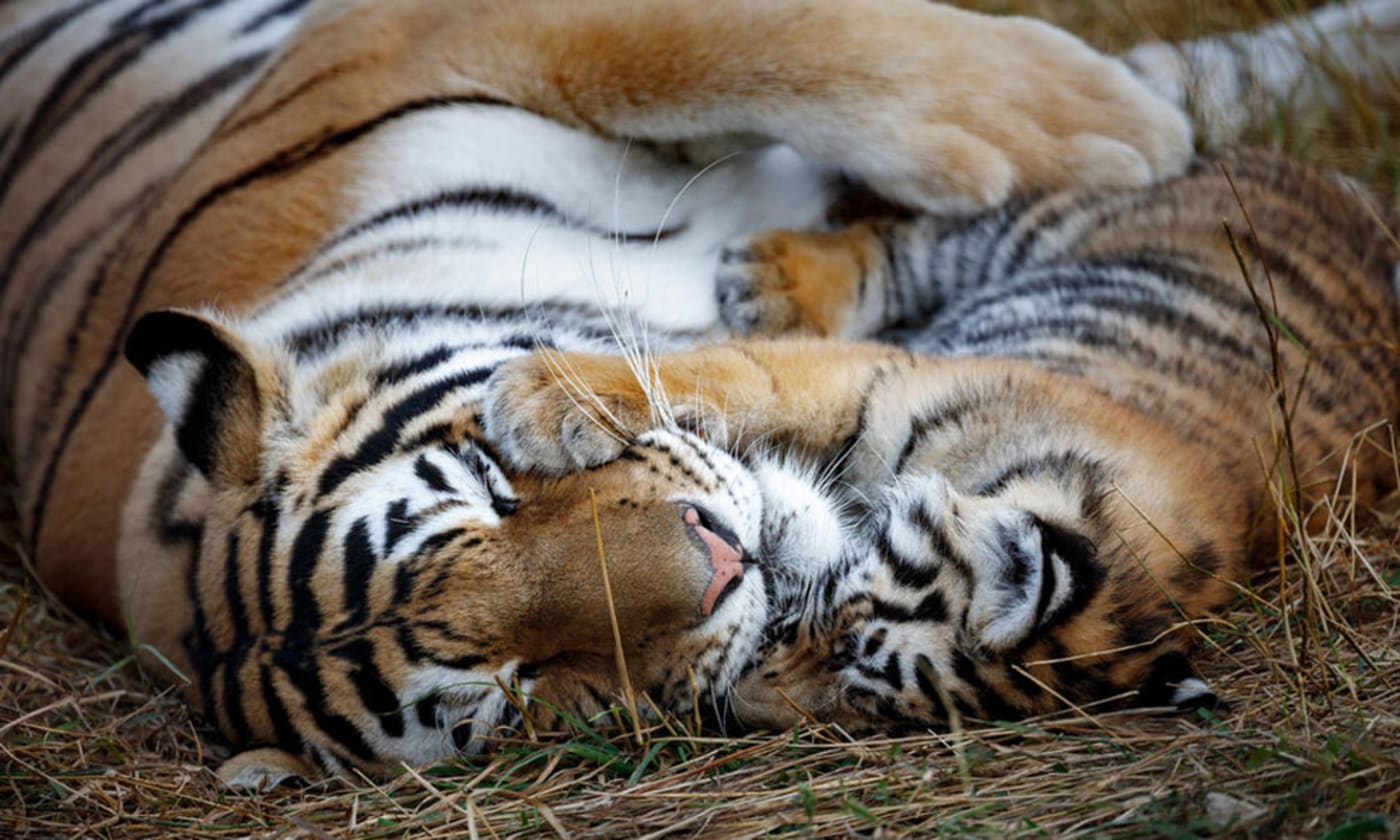 Tigeress and cub