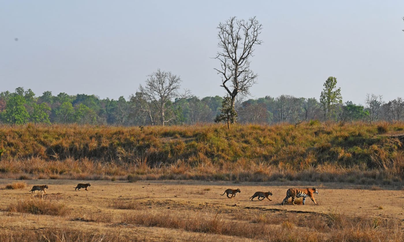 Tigress and cubs at Kanha Tiger Reserve= Madhya Pradesh= India