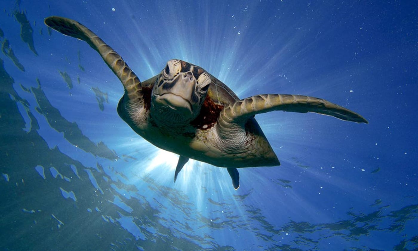 A green turtle (Chelonia mydas) swimming in the Great Barrier Reef= Queensland